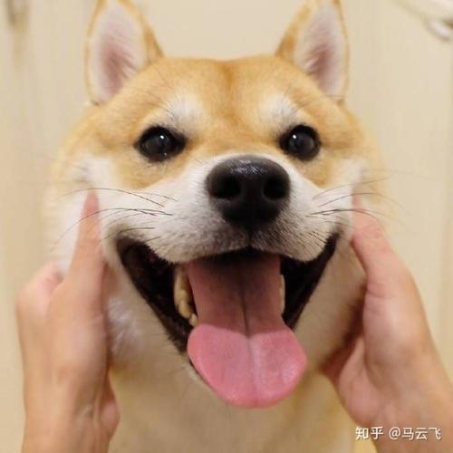 ΢�ų���ͷ����ȸ�Ц-�ɰ���