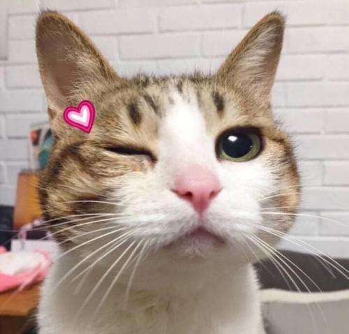 ΢�ų���ͷ����ȸ�Ц-�ɰ���