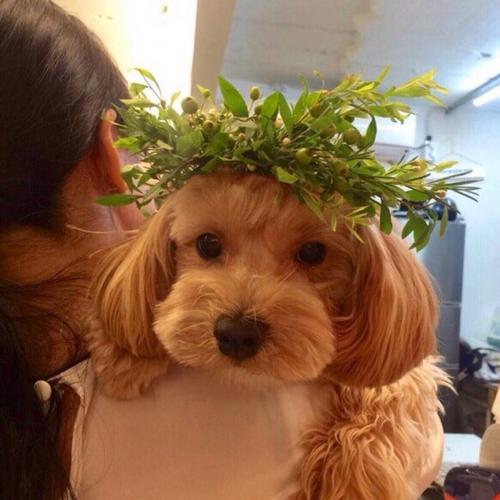 ΢�ų���ͷ����ȸ�Ц-�ɰ���