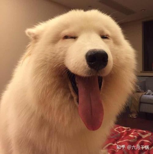 ΢�ų���ͷ����ȸ�Ц-�ɰ���