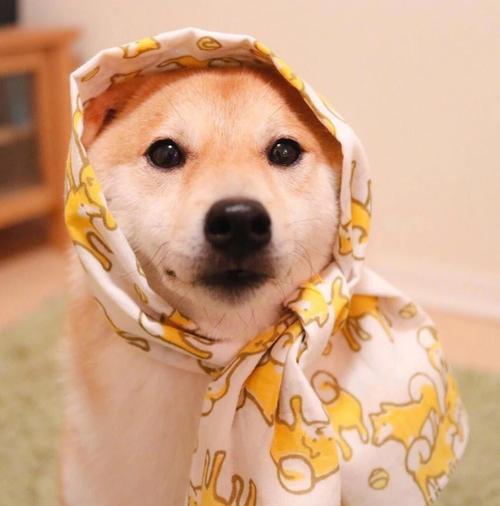 ΢�ų���ͷ����ȸ�Ц-�ɰ���