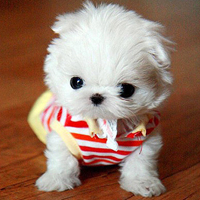 ����ͼƬ--���ϣ����ҵ�С����