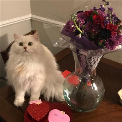 ��è��ɰ�����ͷ�� �һ���ֻ��Ҫ��