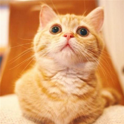 ��è��ɰ�����ͷ�� �һ���ֻ��Ҫ��