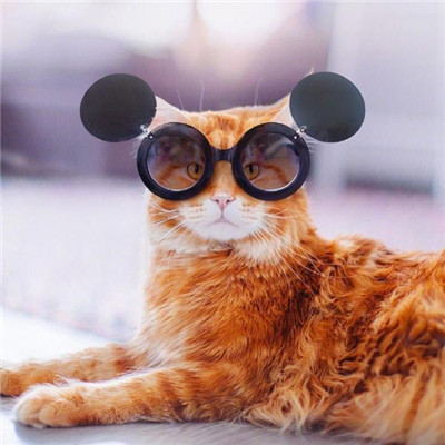 ��è��ɰ�����ͷ�� �һ���ֻ��Ҫ��