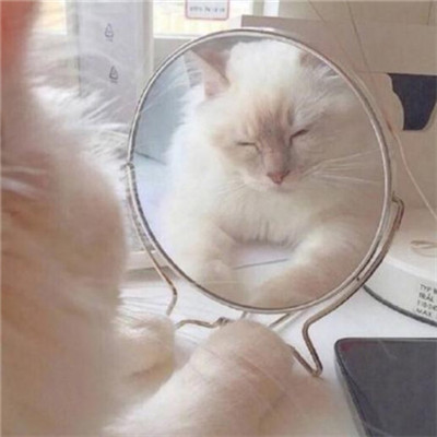 ��è��ɰ�����ͷ�� �һ���ֻ��Ҫ��