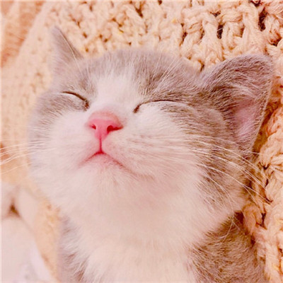 ��è��ɰ�����ͷ�� �һ���ֻ��Ҫ��