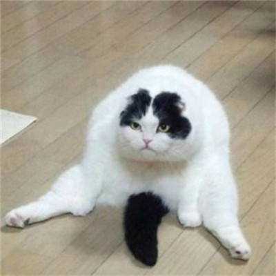 ��è��ɰ�����ͷ�� �һ���ֻ��Ҫ��