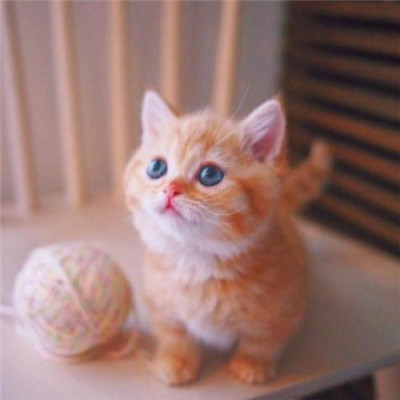 ��è��ɰ�����ͷ�� �һ���ֻ��Ҫ��