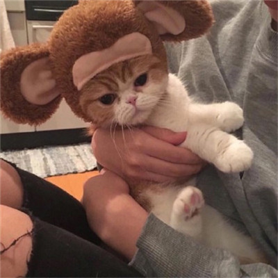 ��è��ɰ�����ͷ�� �һ���ֻ��Ҫ��