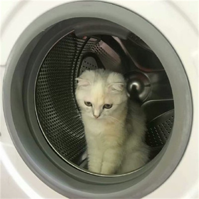 ��è��ɰ�����ͷ�� �һ���ֻ��Ҫ��