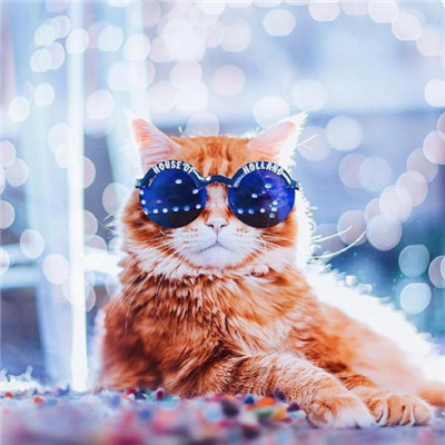 ��è��ɰ�����ͷ�� �һ���ֻ��Ҫ��