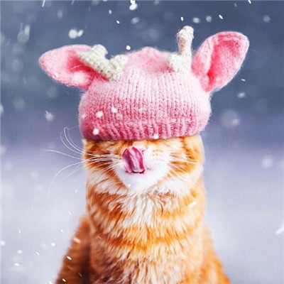 ��è��ɰ�����ͷ�� �һ���ֻ��Ҫ��