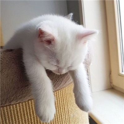 ��è��ɰ�����ͷ�� �һ���ֻ��Ҫ��