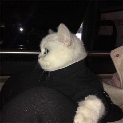 ��è��ɰ�����ͷ�� �һ���ֻ��Ҫ��