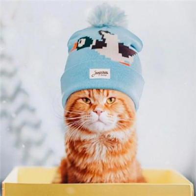 ��è��ɰ�����ͷ�� �һ���ֻ��Ҫ��