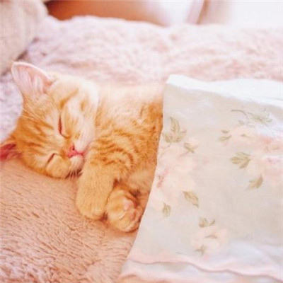 ��è��ɰ�����ͷ�� �һ���ֻ��Ҫ��