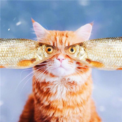 ��è��ɰ�����ͷ�� �һ���ֻ��Ҫ��