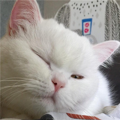 ��è��ɰ�����ͷ�� �һ���ֻ��Ҫ��