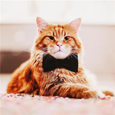 ��è��ɰ�����ͷ�� �һ���ֻ��Ҫ��