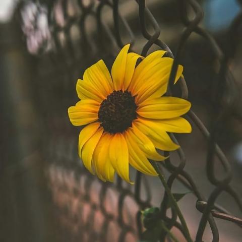 �ÿ��Ŀ��ַ羰ͼ--���õļ���