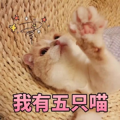 �ɰ�è��΢��ͼƬ