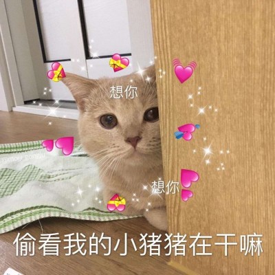 �ɰ�è��΢��ͼƬ