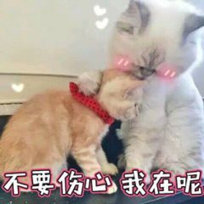 �ɰ�è��΢��ͼƬ