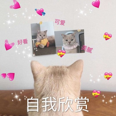 �ɰ�è��΢��ͼƬ