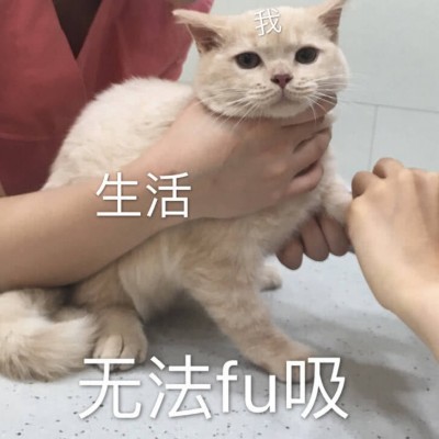 �ɰ�è��΢��ͼƬ