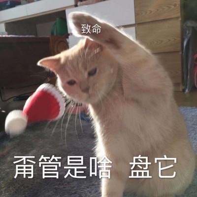 �ɰ�è��΢��ͼƬ