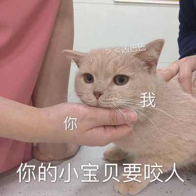 �ɰ�è��΢��ͼƬ