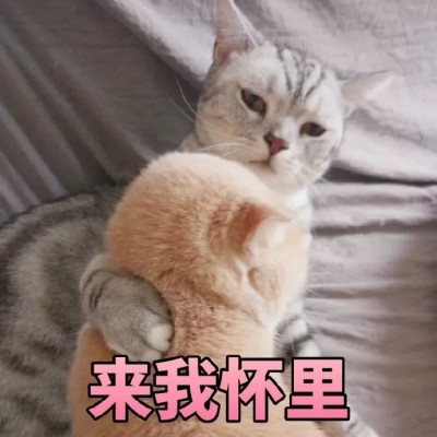 �ɰ�è��΢��ͼƬ