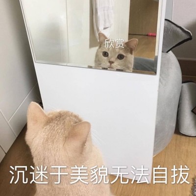 �ɰ�è��΢��ͼƬ