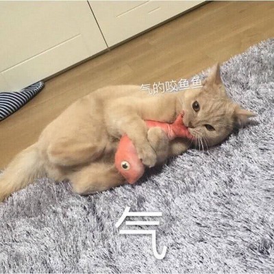 �ɰ�è��΢��ͼƬ