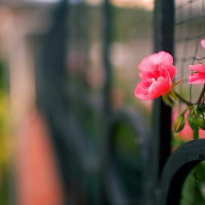 ΢�ŷ羰ͷ�����»���ͼƬ Ψ���⾳��������