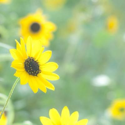 ΢�ŷ羰ͷ�����»���ͼƬ Ψ���⾳��������