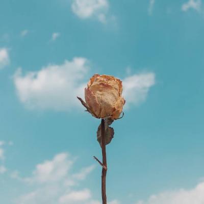 ��ɫϵ��Ȼ���Ψ��ͼƬ