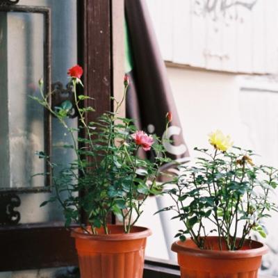 ����Ψ���羰ͼƬ�����ȫ����