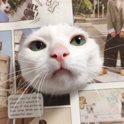 ����è������ͷ��ɰ������� ����ȫ������õ�