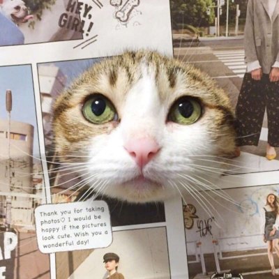 ����è������ͷ��ɰ������� ����ȫ������õ�