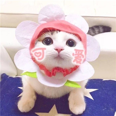 ����è������ͷ��ɰ������� ����ȫ������õ�