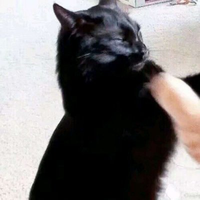 ����è������ͷ��ɰ������� ����ȫ������õ�