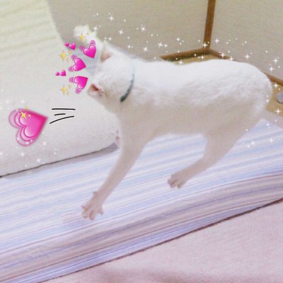 ����è������ͷ��ɰ������� ����ȫ������õ�