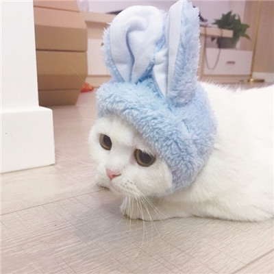 ����è������ͷ��ɰ������� ����ȫ������õ�