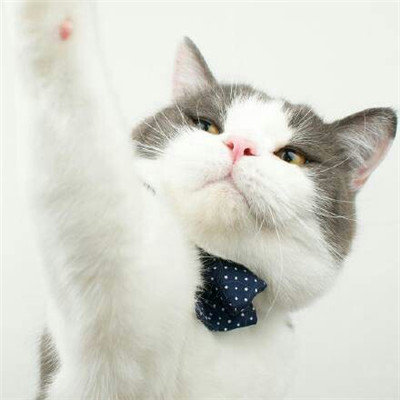 ����è������ͷ��ɰ������� ����ȫ������õ�