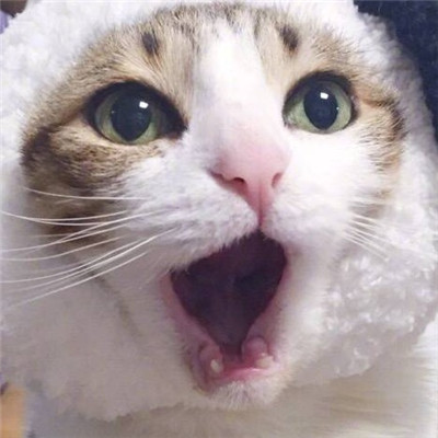 ����è������ͷ��ɰ������� ����ȫ������õ�