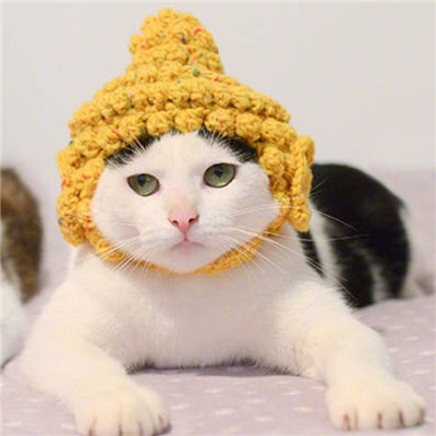 ����è������ͷ��ɰ������� ����ȫ������õ�