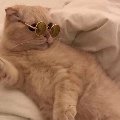 ����è������ͷ��ɰ������� ����ȫ������õ�