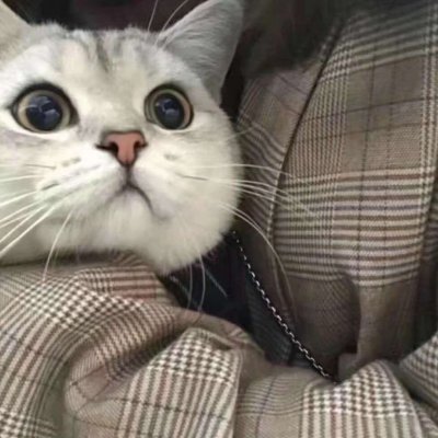 ����è������ͷ��ɰ������� ����ȫ������õ�